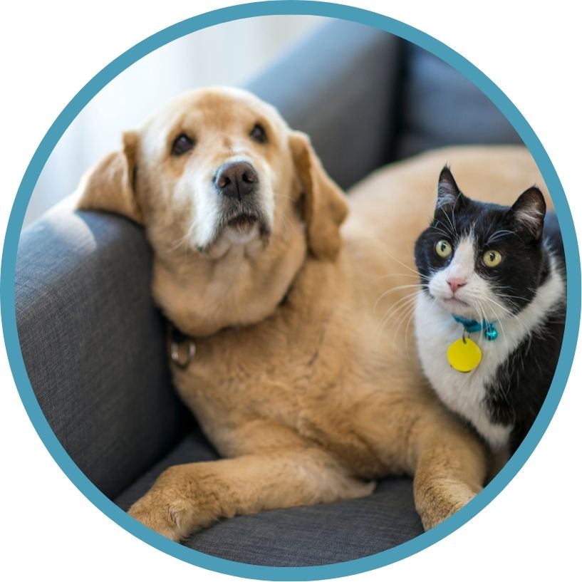 Complementary Pet Services