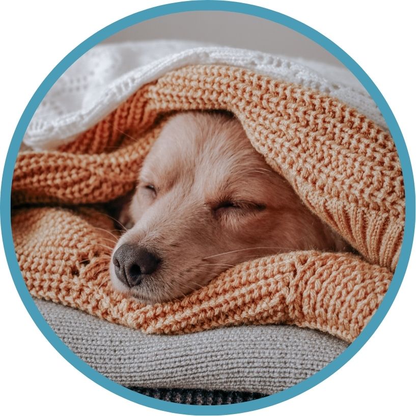 Overnight Pet Visits