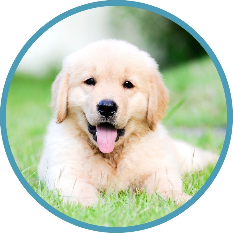 Puppy Care